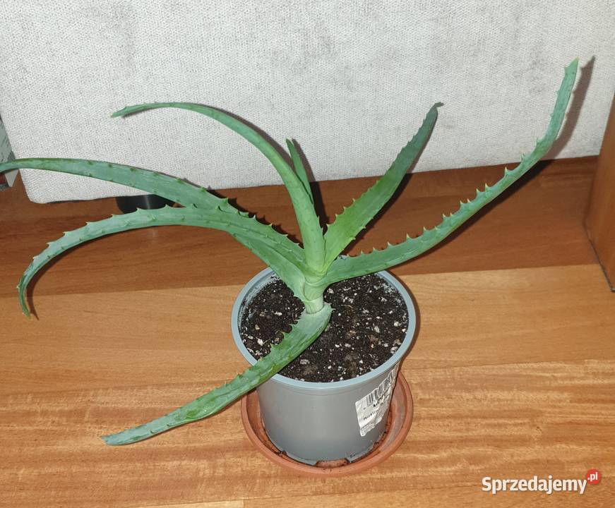 Aloes roślina rosnąca 1 Warszawa