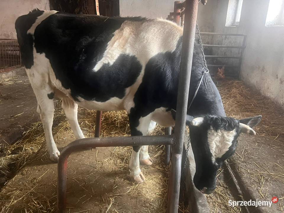 Jałówka cielna Jasień