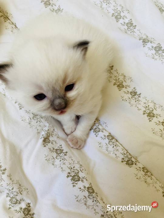 Kocięta rasy ragdoll śląskie Świerklaniec