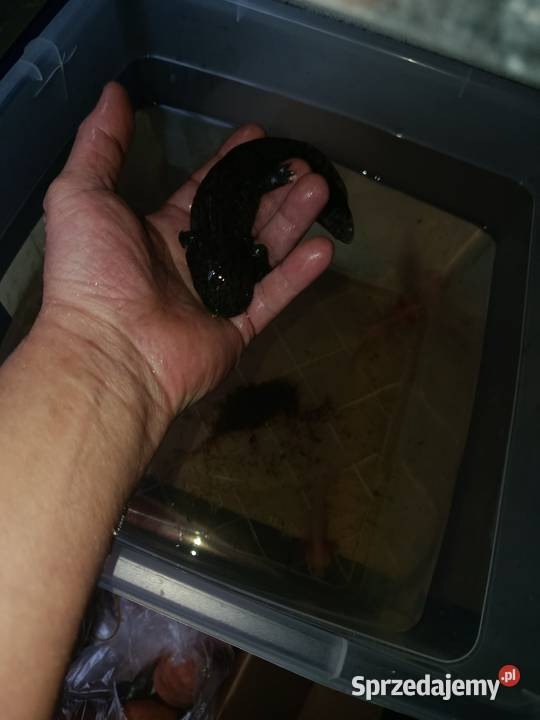 Asolotii Meksykański możliwość dostawy dopłata Poznań