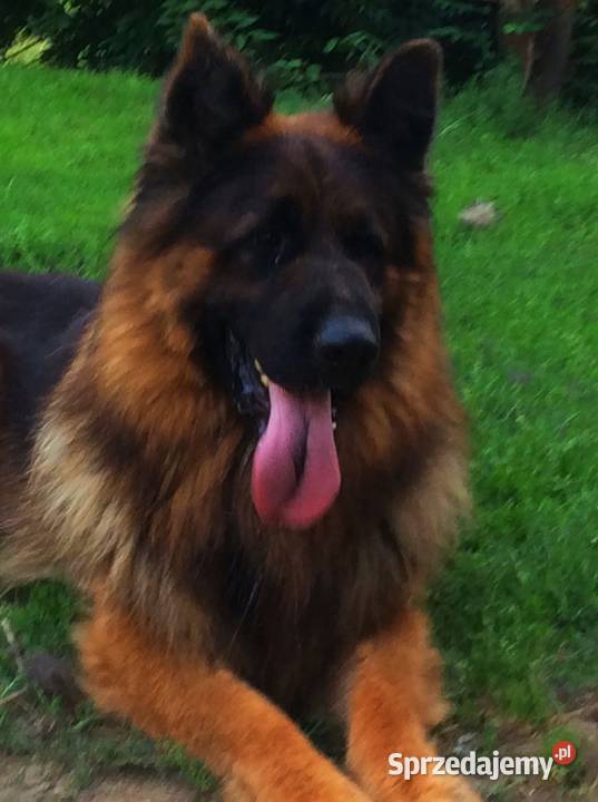 Owczarek niemiecki długowłosy potezne szczeniaki Klimontów