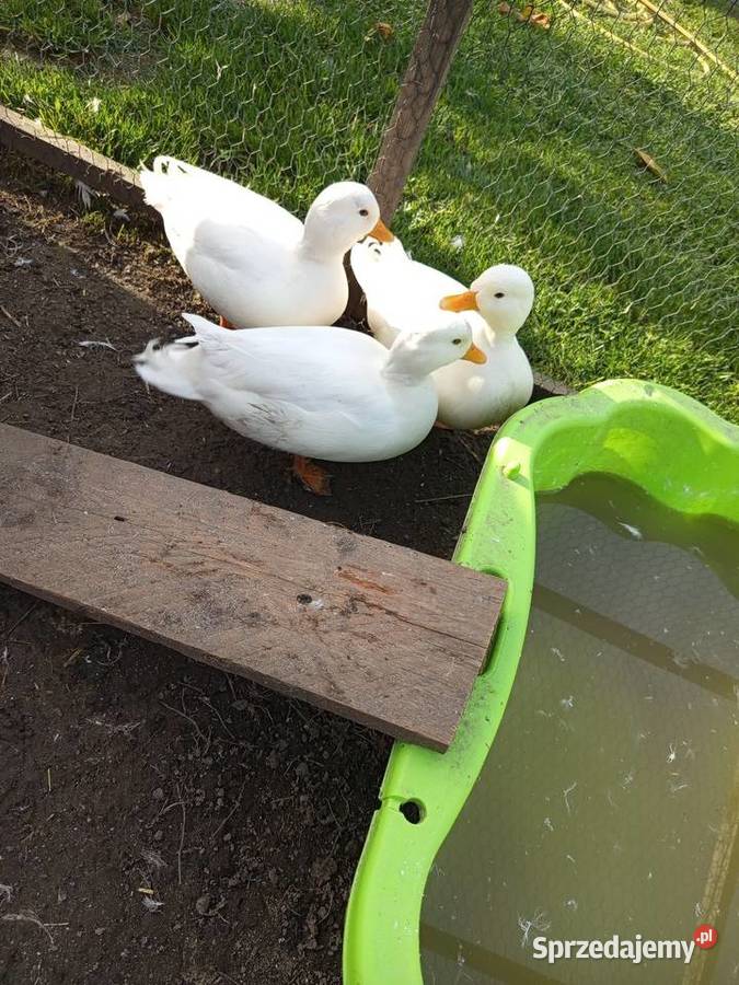 Kaczki call duck Januszkowice sprzedam