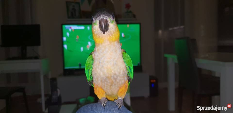 Barwinka czarnogłowa ręcznie wykarmiona Poznań