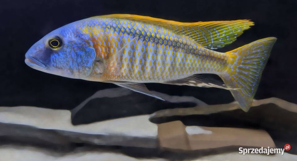 Buccochromis rhoadesii PYSZCZAKI WYSYŁAMY Gdańsk