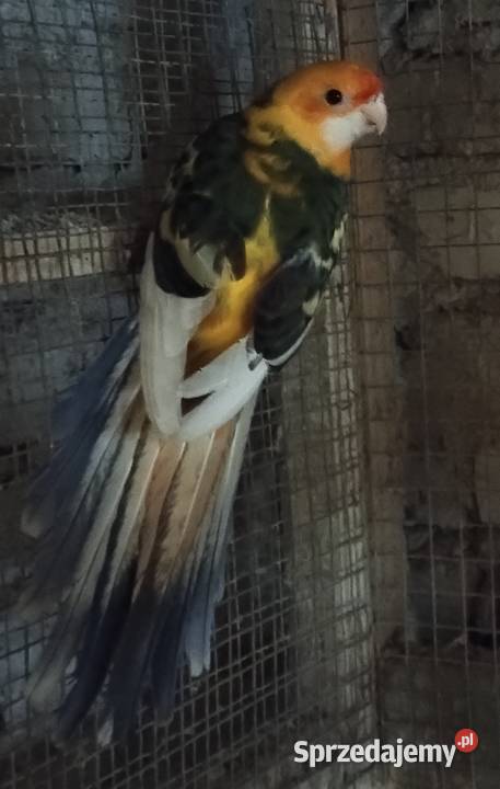 Rozele królewskie śląskie