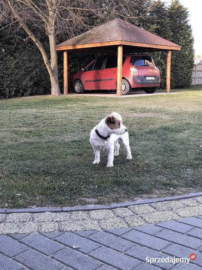 Reproduktor Jack Russell terrier Częstochowa