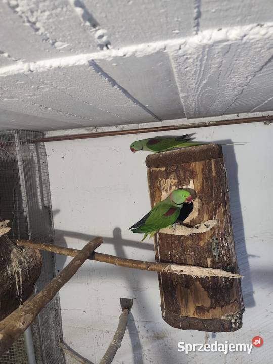 Aleksandretty wielkie dwa samce Pszczyna sprzedam