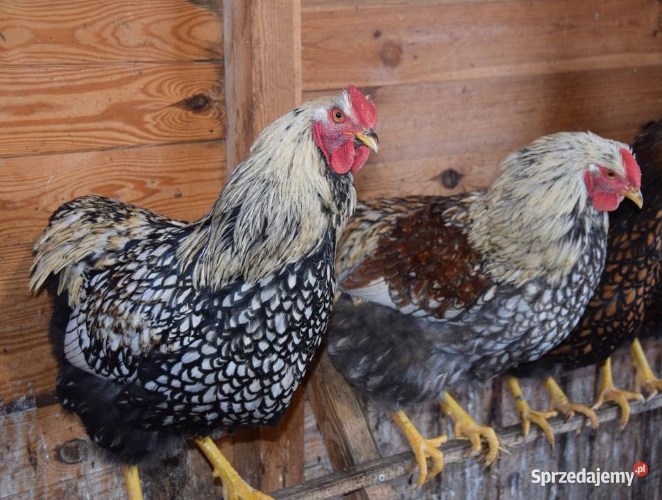 Koguty Wyandotte Łochów