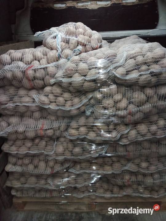 Sprzedam ziemniaki odmiana Irga różne ilości mazowieckie Zakroczym