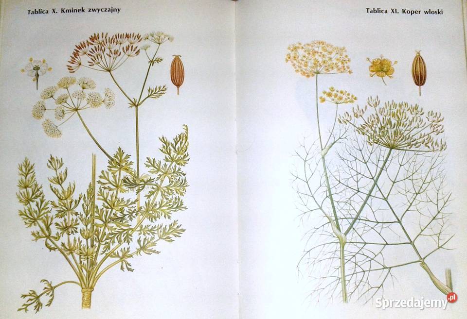 Encyklopedia zdrowia dziecka Opracowanie Chełm