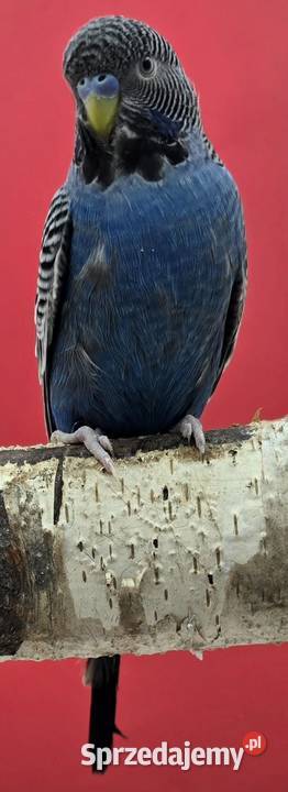 papużka falista blackface łatwo się oswaja może Ptaki Warszawa