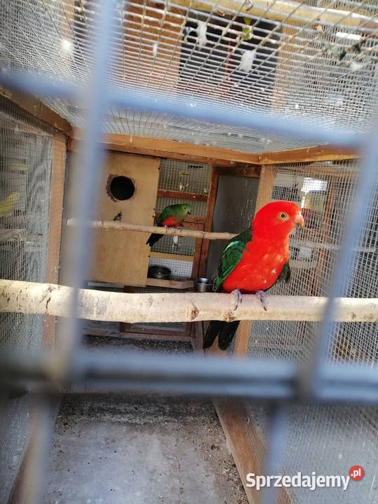 Papugi królewskie szkarłatki para Sulbiny