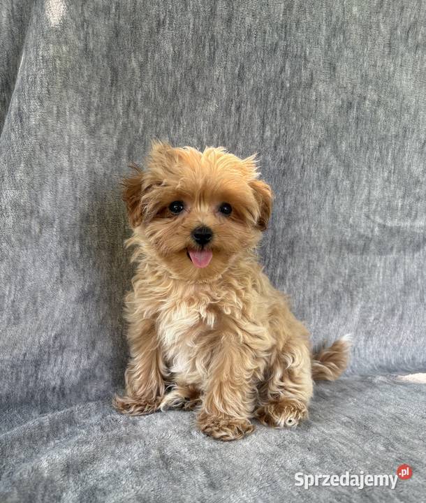 Wyjątkowe szczeniaki sunie Maltipoo F1 ojciec Garwolin