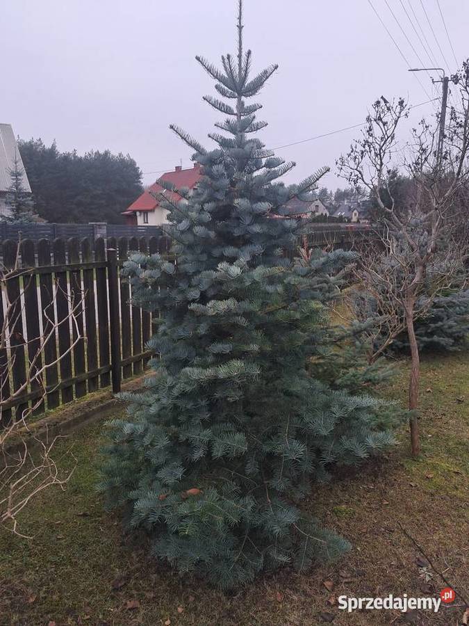 Choinki mazowieckie Garwolin sprzedam