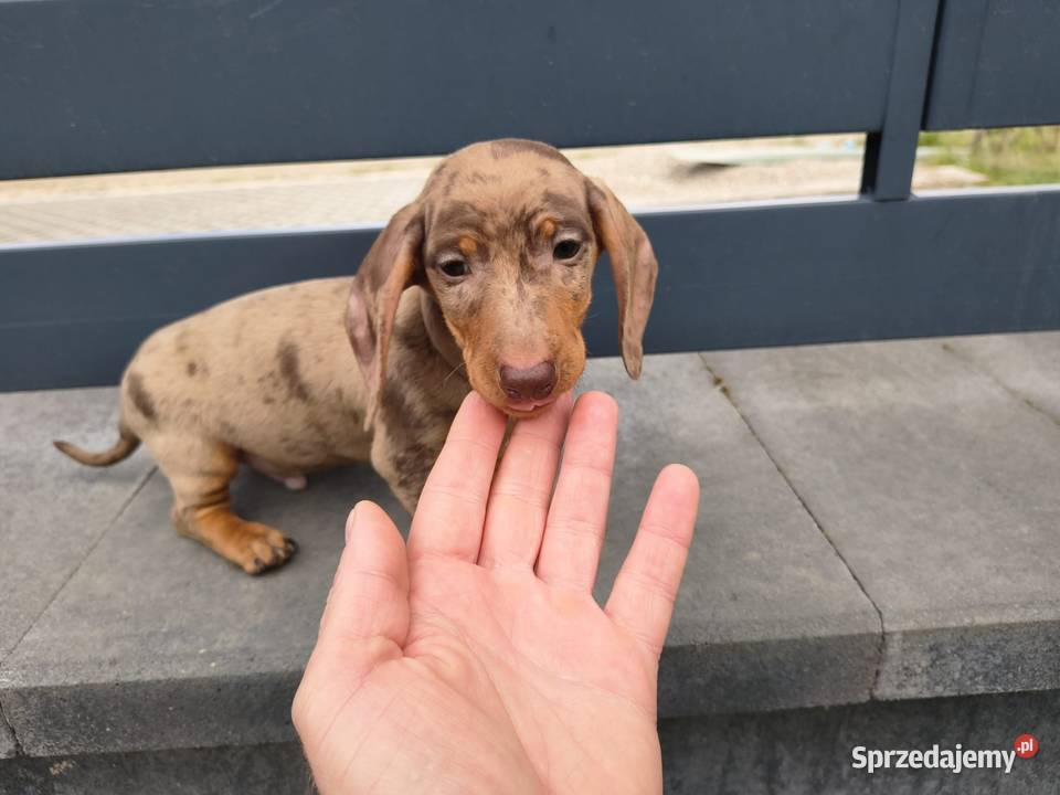 Jamnik Dackel dachshund choco merle Żychlin