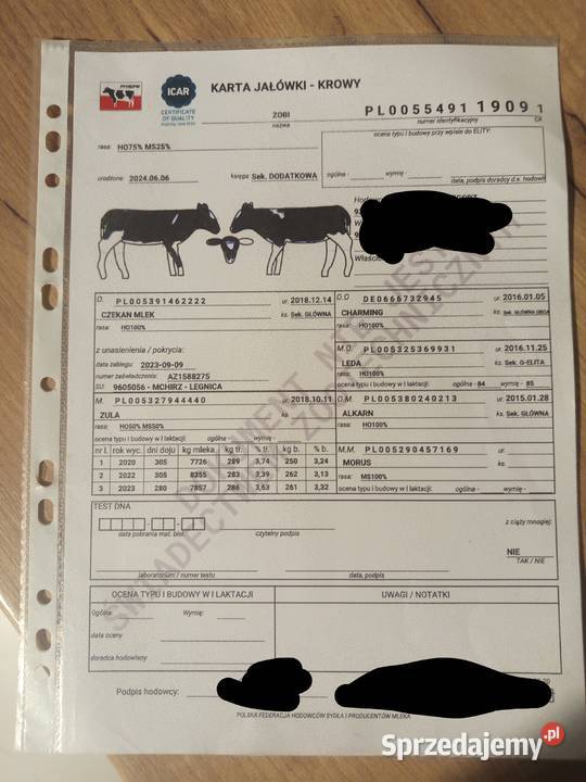 Jałówki wysokocielne hodowlane sprzedam