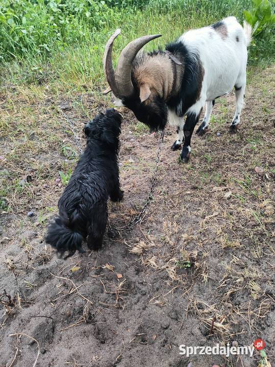 Koziołek cap miniatura Folsztyn sprzedam