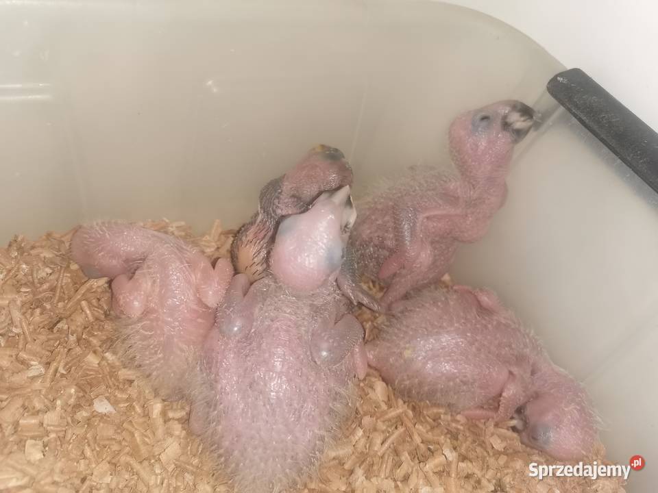 Amazonka Amazonki Niebiesko Czelna Pupil do domu Warszawa