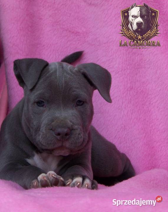 American Staffordshire Terrier Blue Amstaff opolskie Paczków