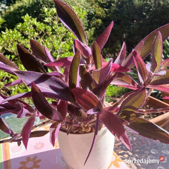 Setkrezja trzykrotka purpurowa fioletowa roślina Zielone Nowy Sącz