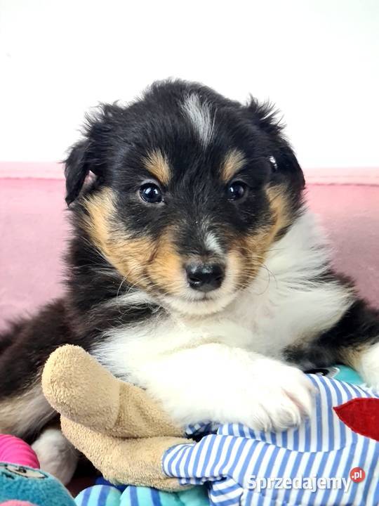 Owczarek szetlandzki Owczarek Owczarek sprzedam