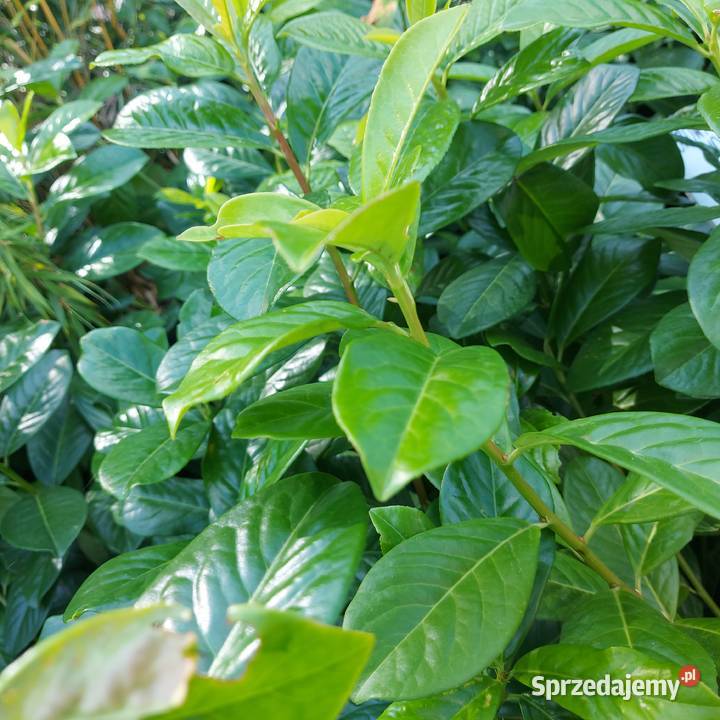 Laurowiśnia NOVITA sadzonki na żywopłot 6080 Kielce