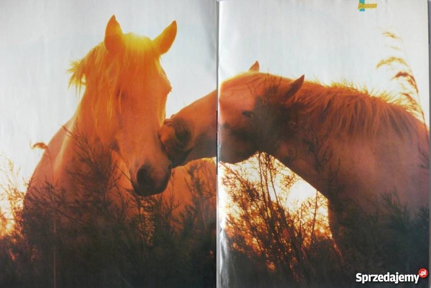 PLAKAT PARA MIŁOŚĆ KONIE Bydgoszcz