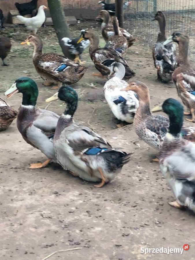 Kaczki ruańskie Ptaki lubuskie Dąbrowa