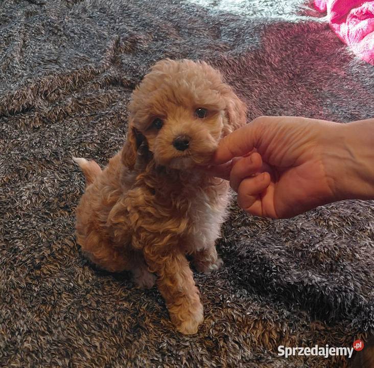 Maltipoo sunia red