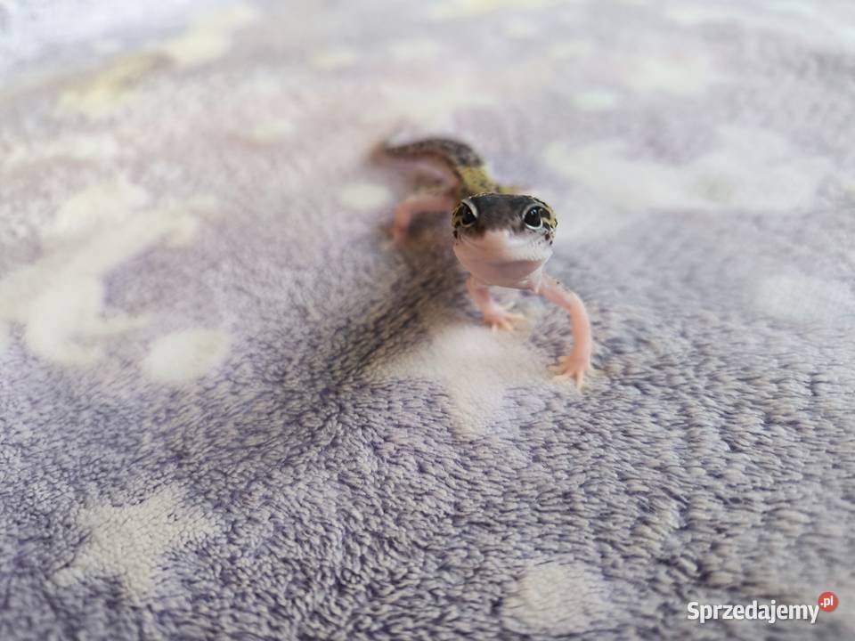 Eublefar lamparci pomorskie sprzedam