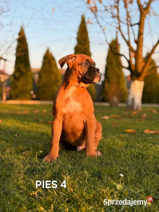 Szczeniaki Bokser Baszyny