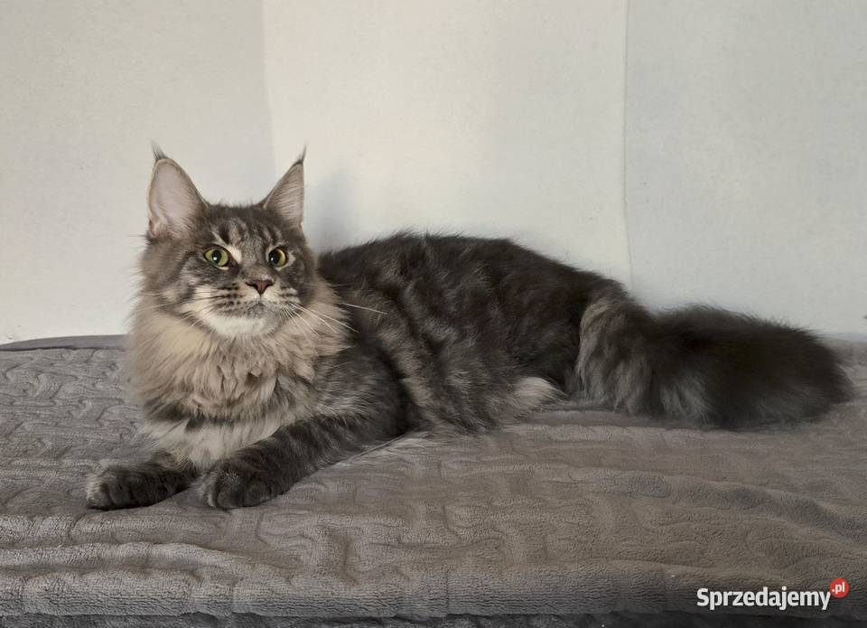 Koteczka Maine Coon Liri małopolskie Kraków