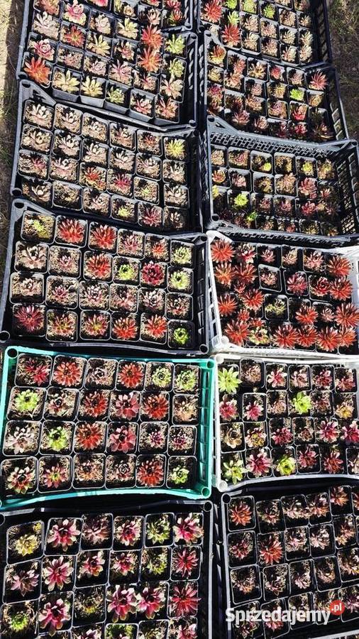 Sprzedam rojniki Pozostałe Łódź