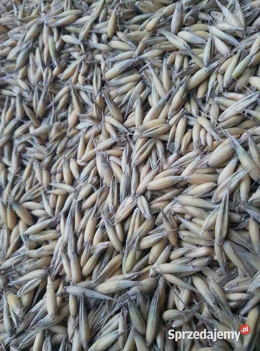 Owies Bingo śląskie Lubliniec sprzedam