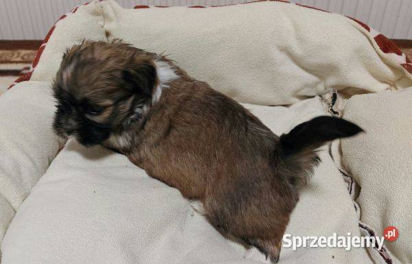 Lhasa apso szczenięta ZKwP Pozostałe sprzedam