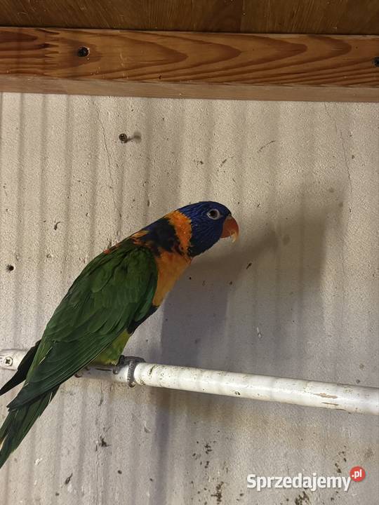 Lorys obrożna Ptaki Zwierzęta Cianowice