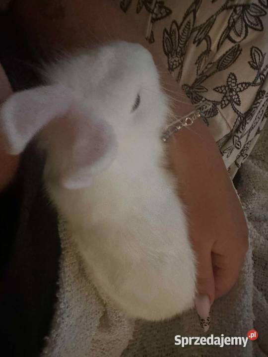 Oddam króliki w ręce Pozostałe Rumia sprzedam