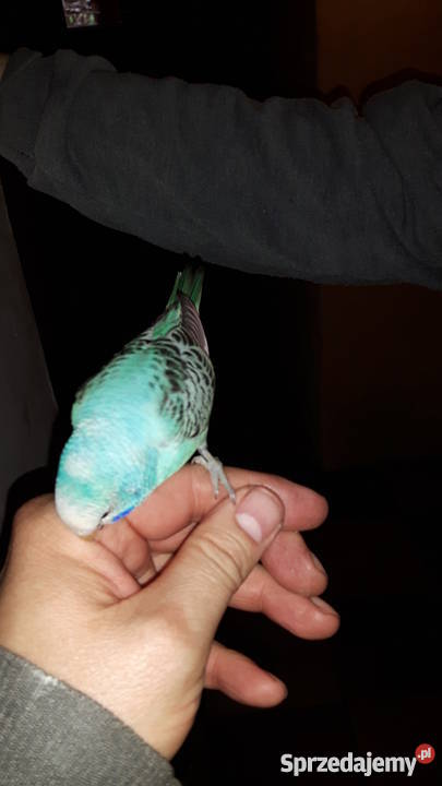 Papugi papużki faliste ręcznie karmione oswojone Pozostałe Łaziska Górne