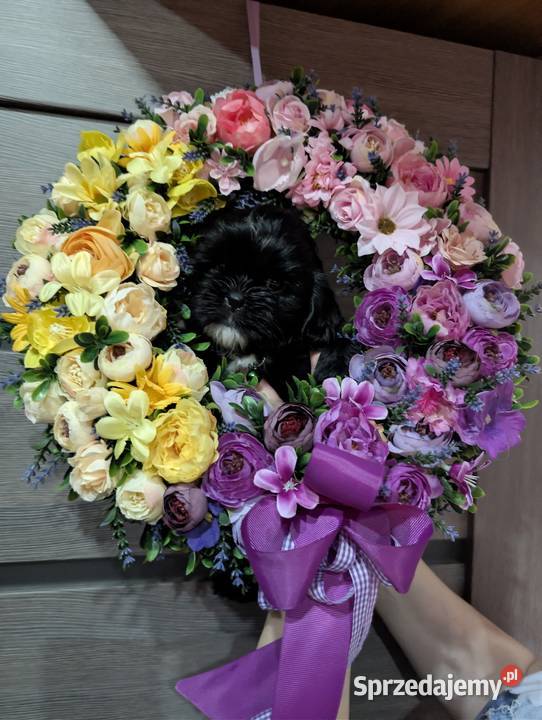 Szczenięta shih tzu z genem blue Zawiercie sprzedam