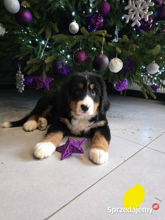 Berneńczyk czyli Berneński Pies Pasterski Lublin