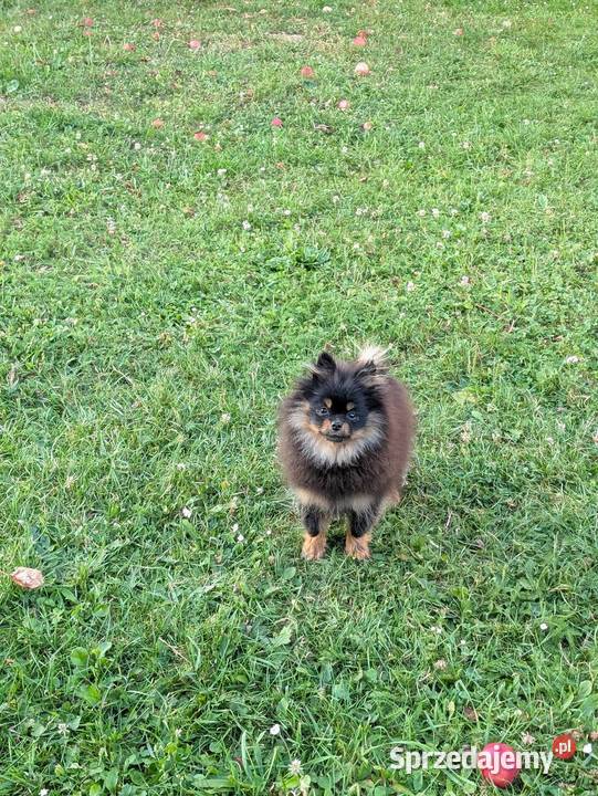 Pomeranian szpic miniatorowy małopolskie