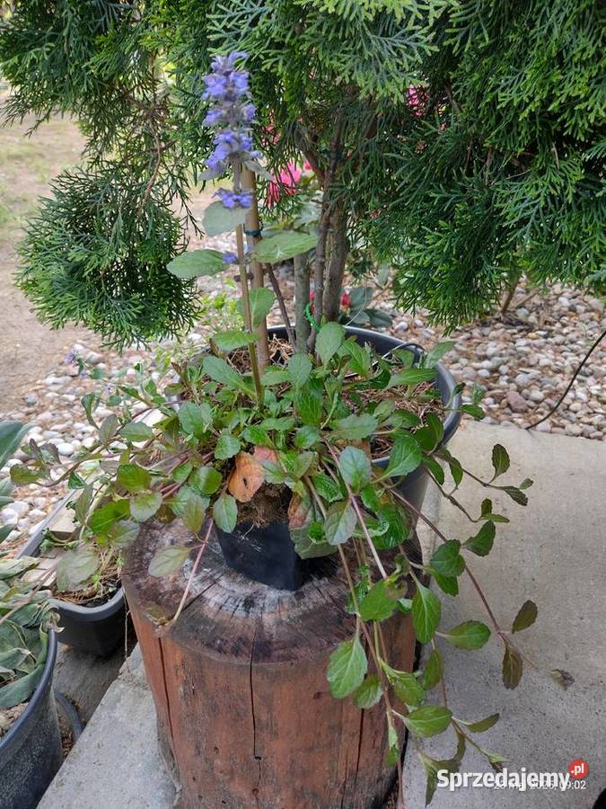 Rośliny z ogrodu Pozostałe Komornica sprzedam