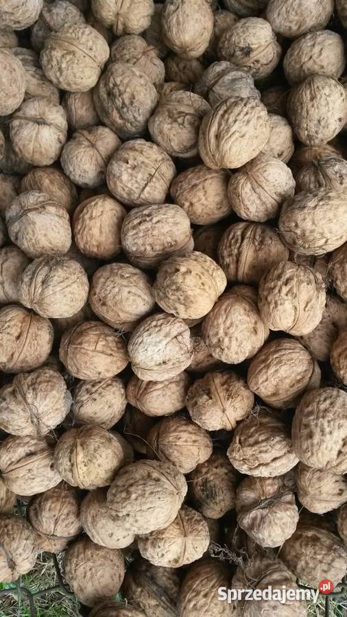 orzechy włoskie Poręba