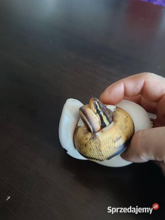 Pyton Regius Pastel Pied samica Zabrze