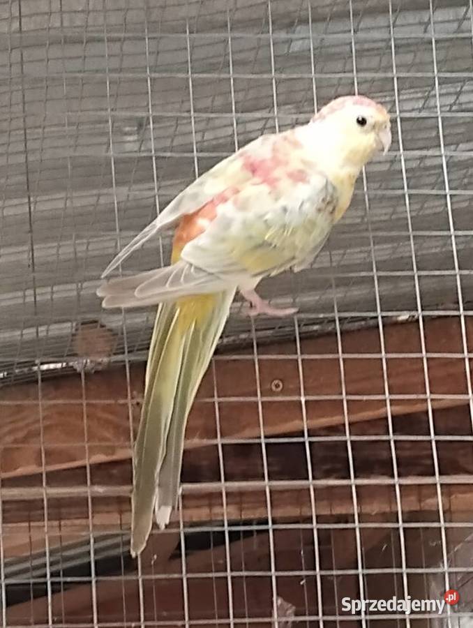 papuga swiergotka z tego roku Sarnaki