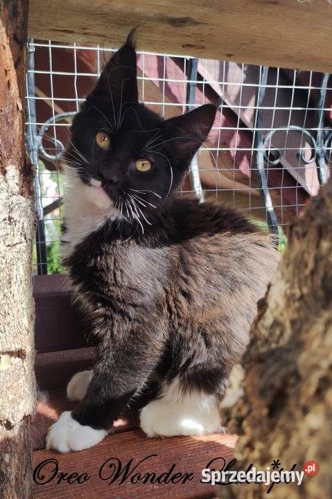Czarno biały kocurek Maine Coon Oreo FPL sprzedam
