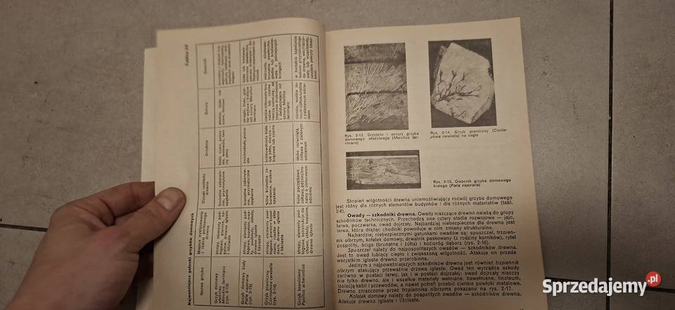 Remonty budynków i wzmacnianie konstrukcji Antyki, Sztuka, Kolekcje Łęczyca