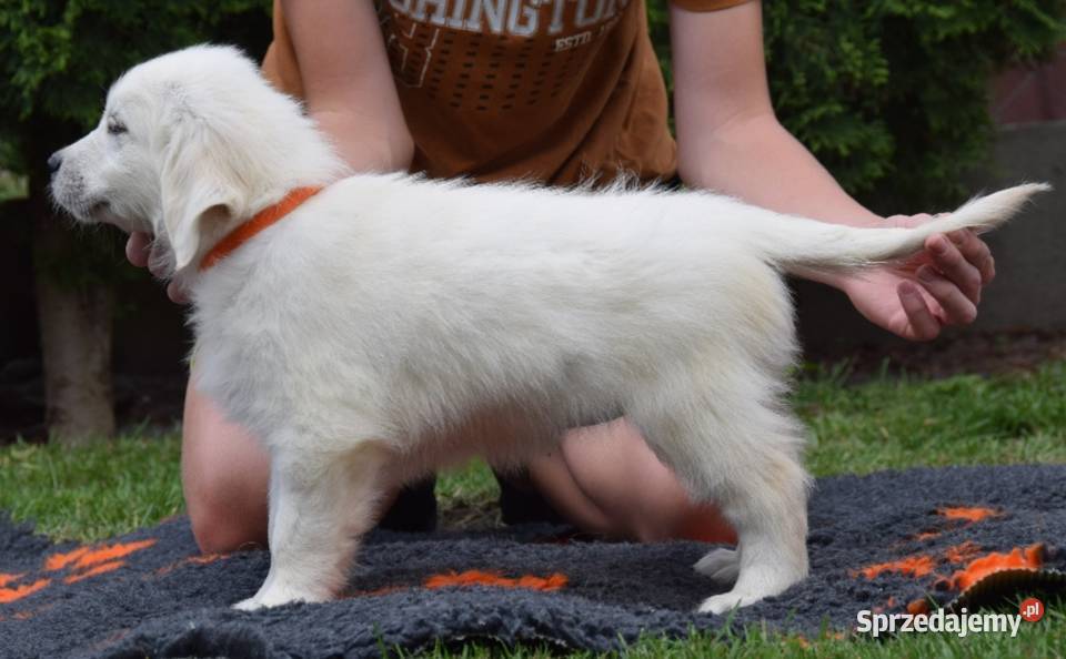 Golden Retriever szczenięta ZKWP FCI Łochów