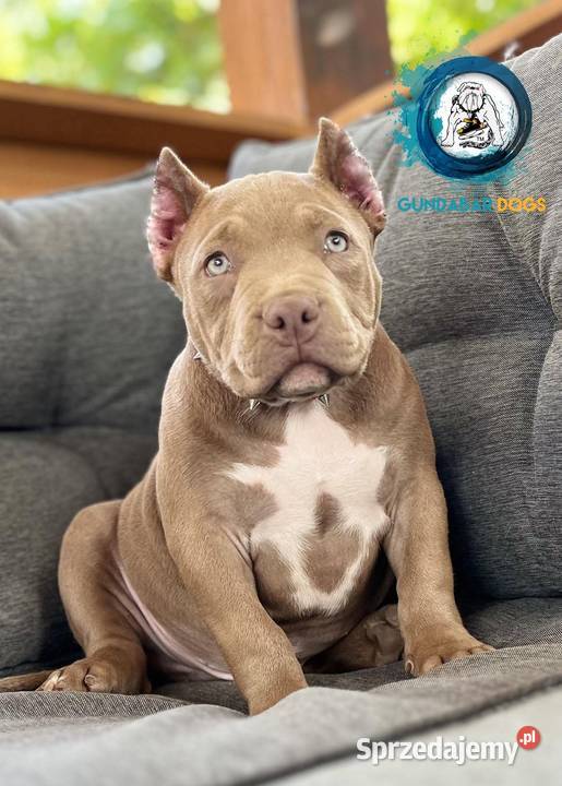 American Bully piesek ABKC Koło
