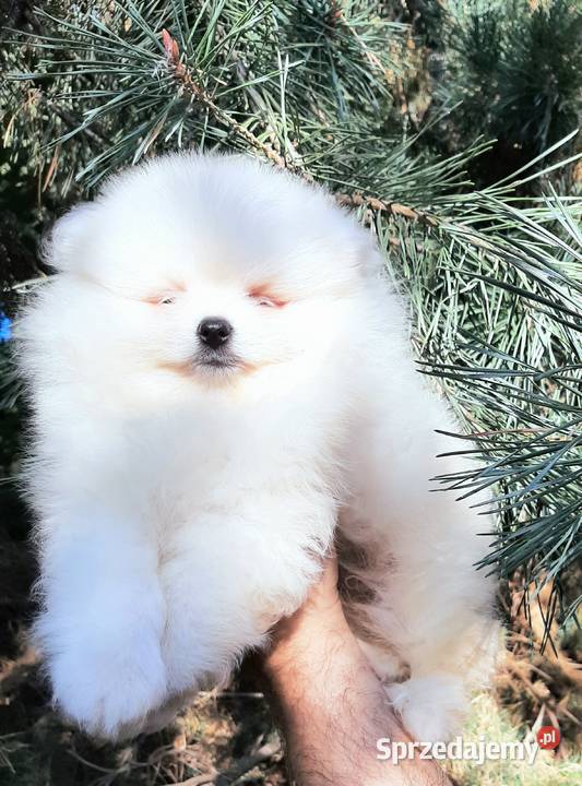 Szpic miniaturowy pomeranian chlopak Pabianice sprzedam